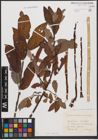 Foto von Salix caprea L. x Salix cinerea L. x Salix viminalis L.